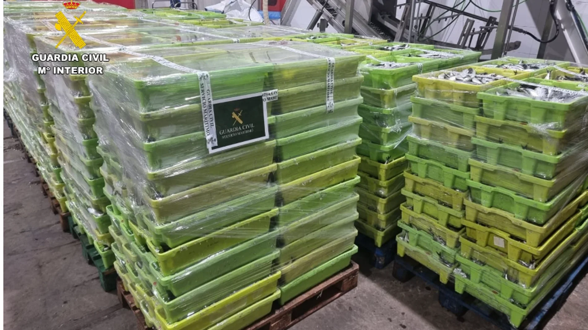 Sardinas incautadas entregadas al Banco de Alimentos