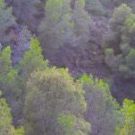 La amplia presencia de arruís atrae hasta el sendero del Cejo de los Enamorados a lorquinos y visitantes