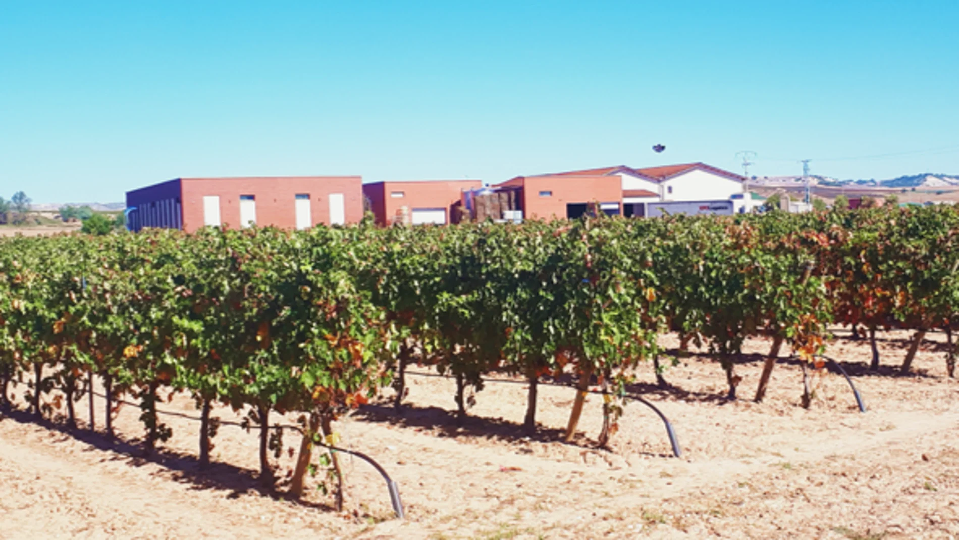 Ensayo en las bodegas de la Ribera de Duero