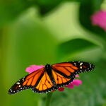 Una mariposa reposa sobre una flor en el Zoológico Nacional de Managua