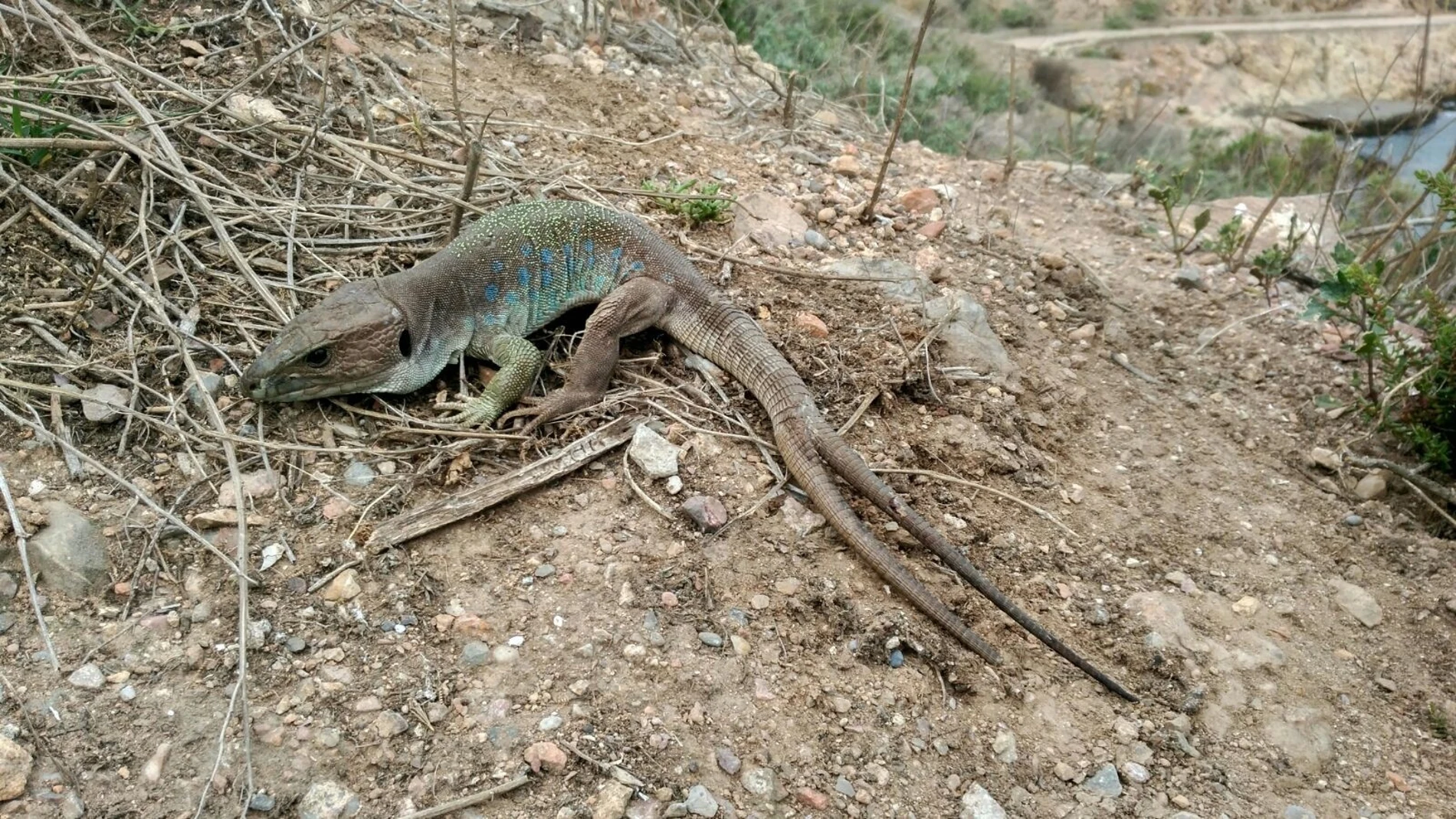 El Puerto de Cartagena alberga una especie única en el mundo de lagarto bético en la Isla de Escombreras AUTORIDAD PORTUARIA 14/08/2023