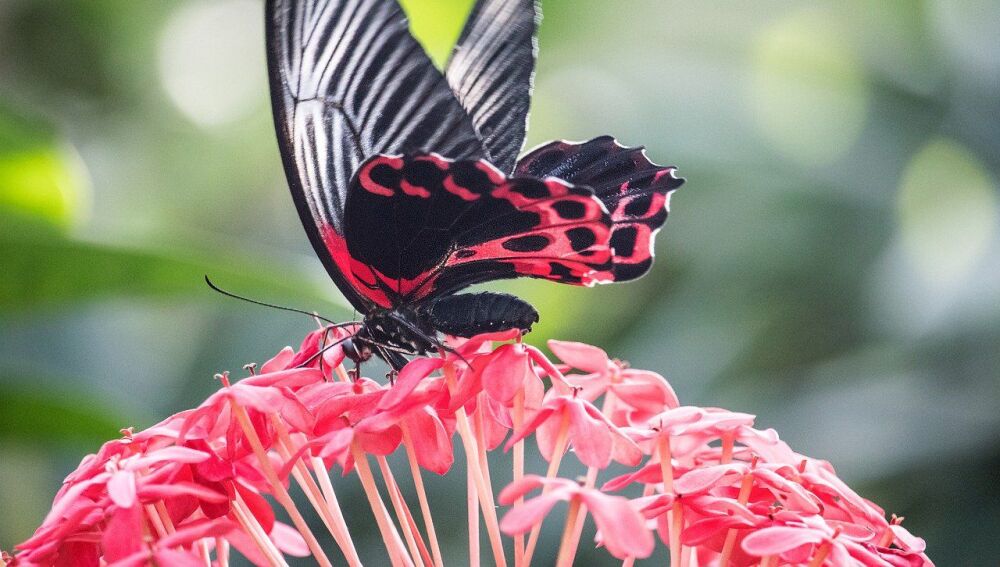 Las mariposas 'saborean' el mundo con las patas: así lo explica la biología