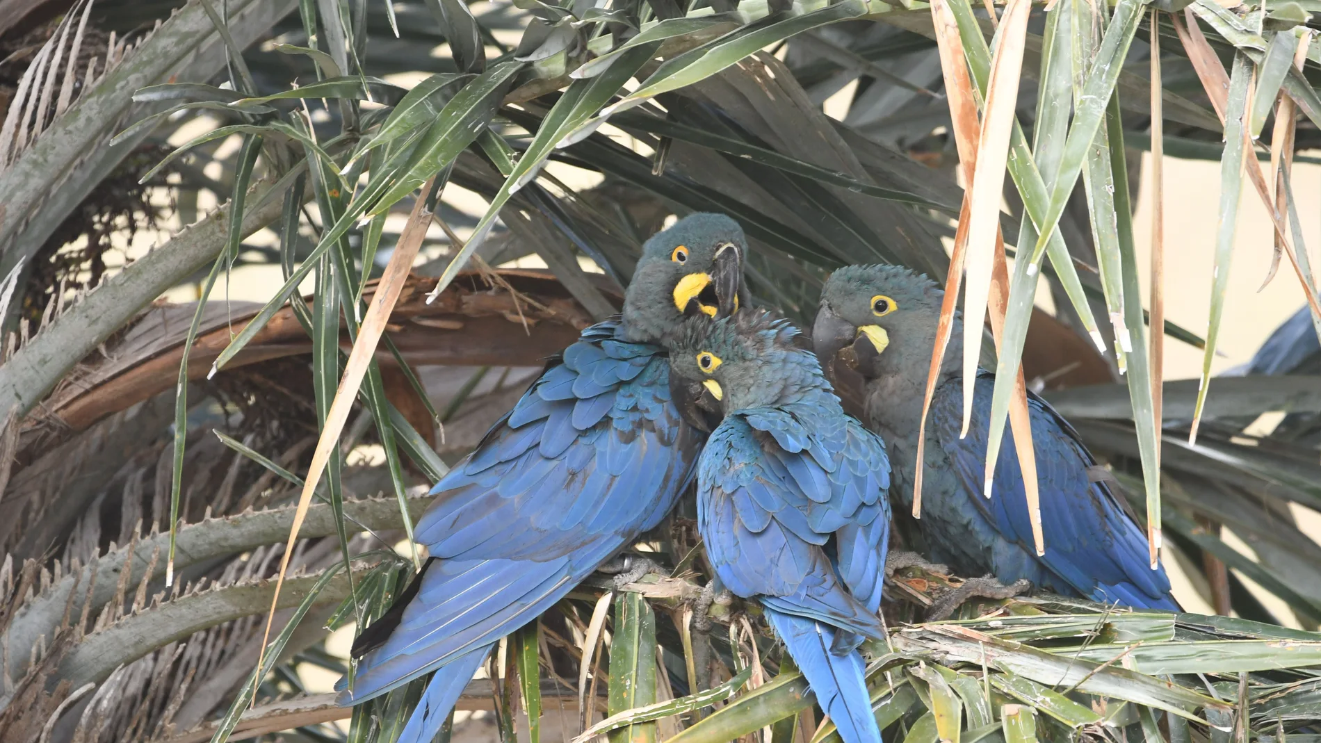 Loro Parque logra reintroducir una especie en extinción