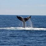 La cola de una ballena 