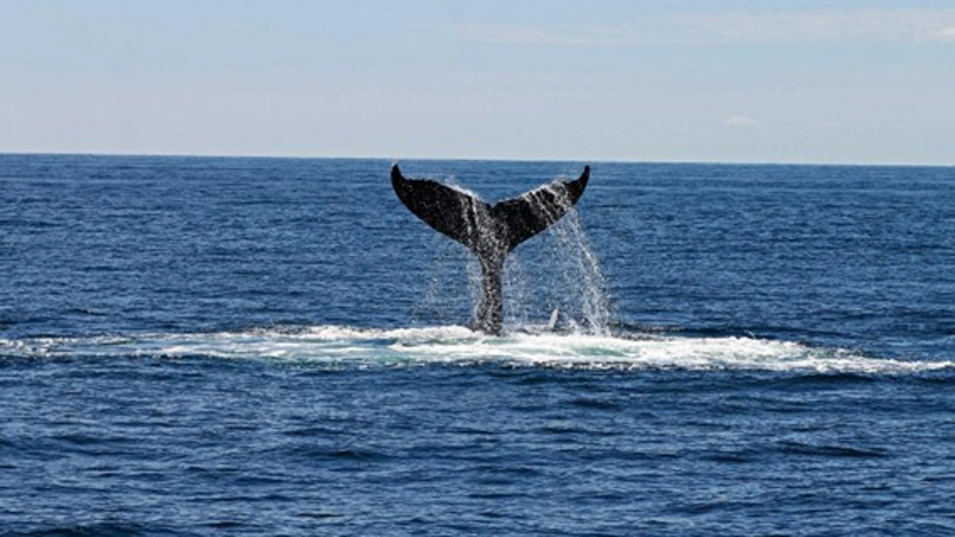 La cola de una ballena