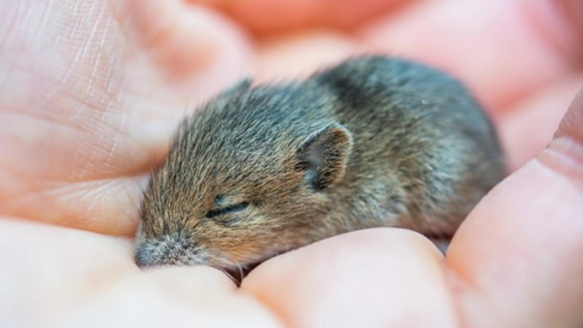 Cría de ratón durmiendo en la palma de una mano