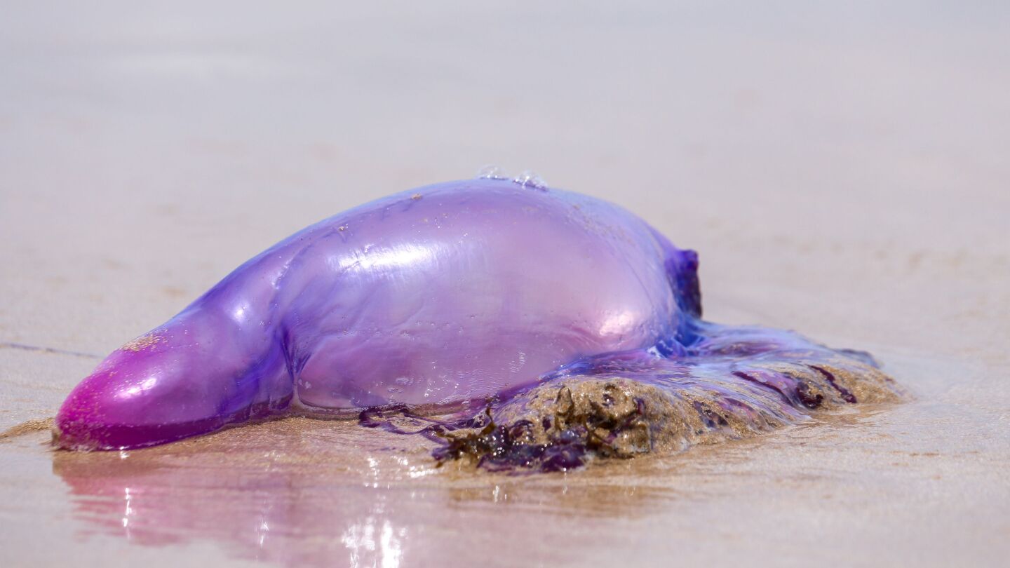 Carabela portuguesa de medusas (Physalia physalis) en la arena de la playa.