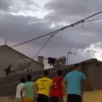 Los dos cabestros deambulando por los tejados de Villalpando