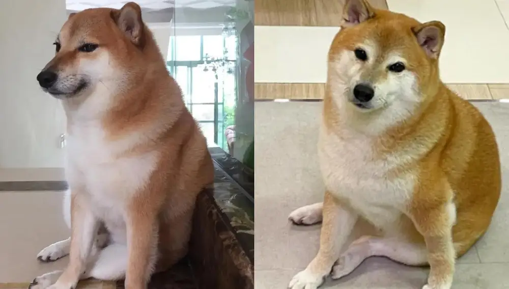 "Ironic Doge" (Cheems)