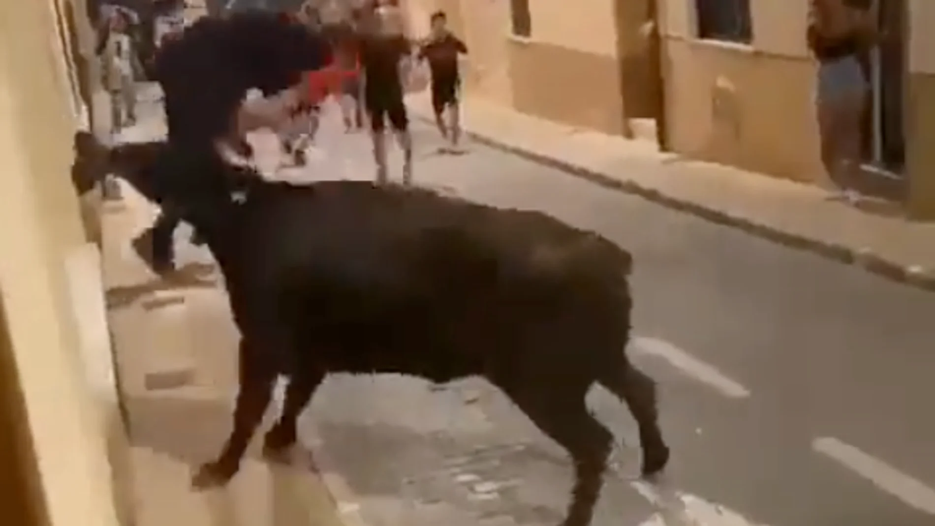 Joven ingresado tras enfrentar cuatro cornadas en un encierro (Bous al carrer) en Alicante