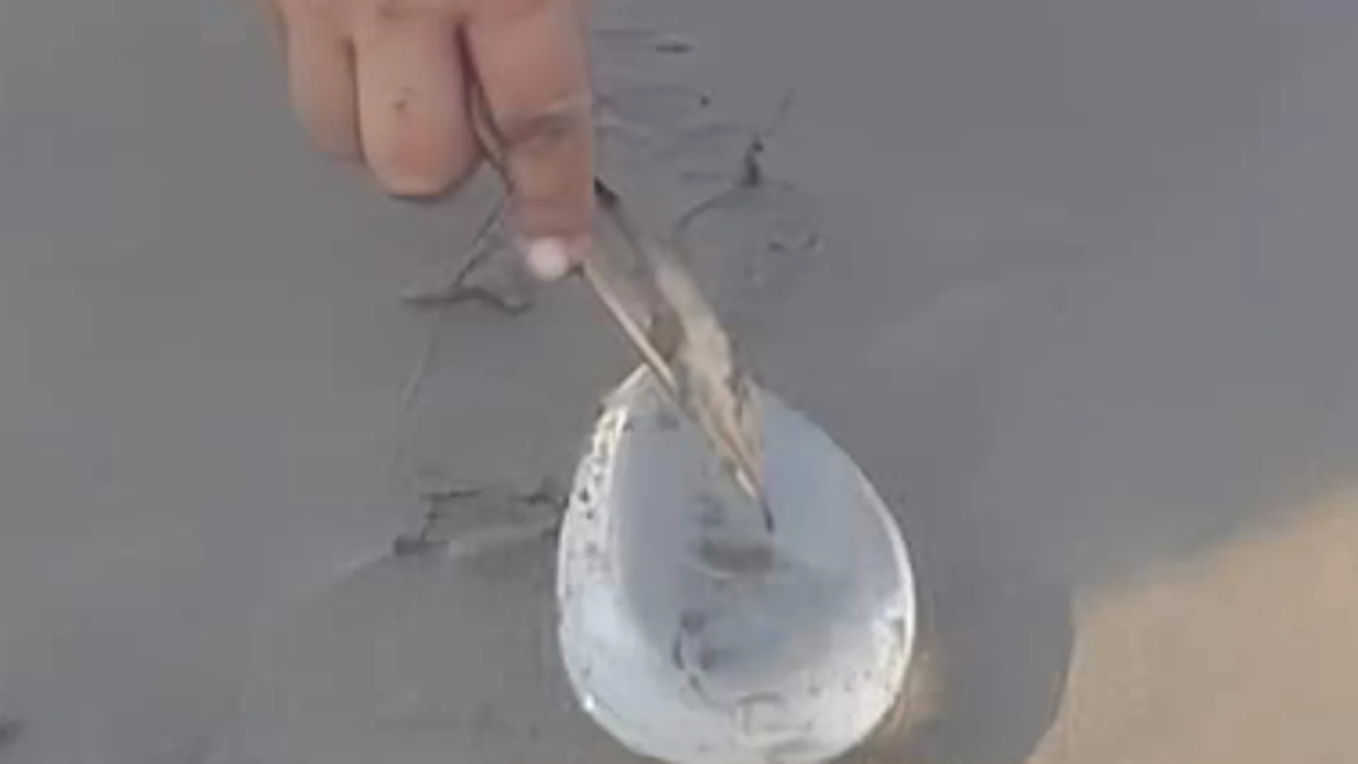 Increíble encuentro en la playa Jicacal: ¿Nueva especie marina?
