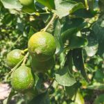 El calor hace que las planta se deshidraten y que sus frutos, como los limones, sean de peor calibre
