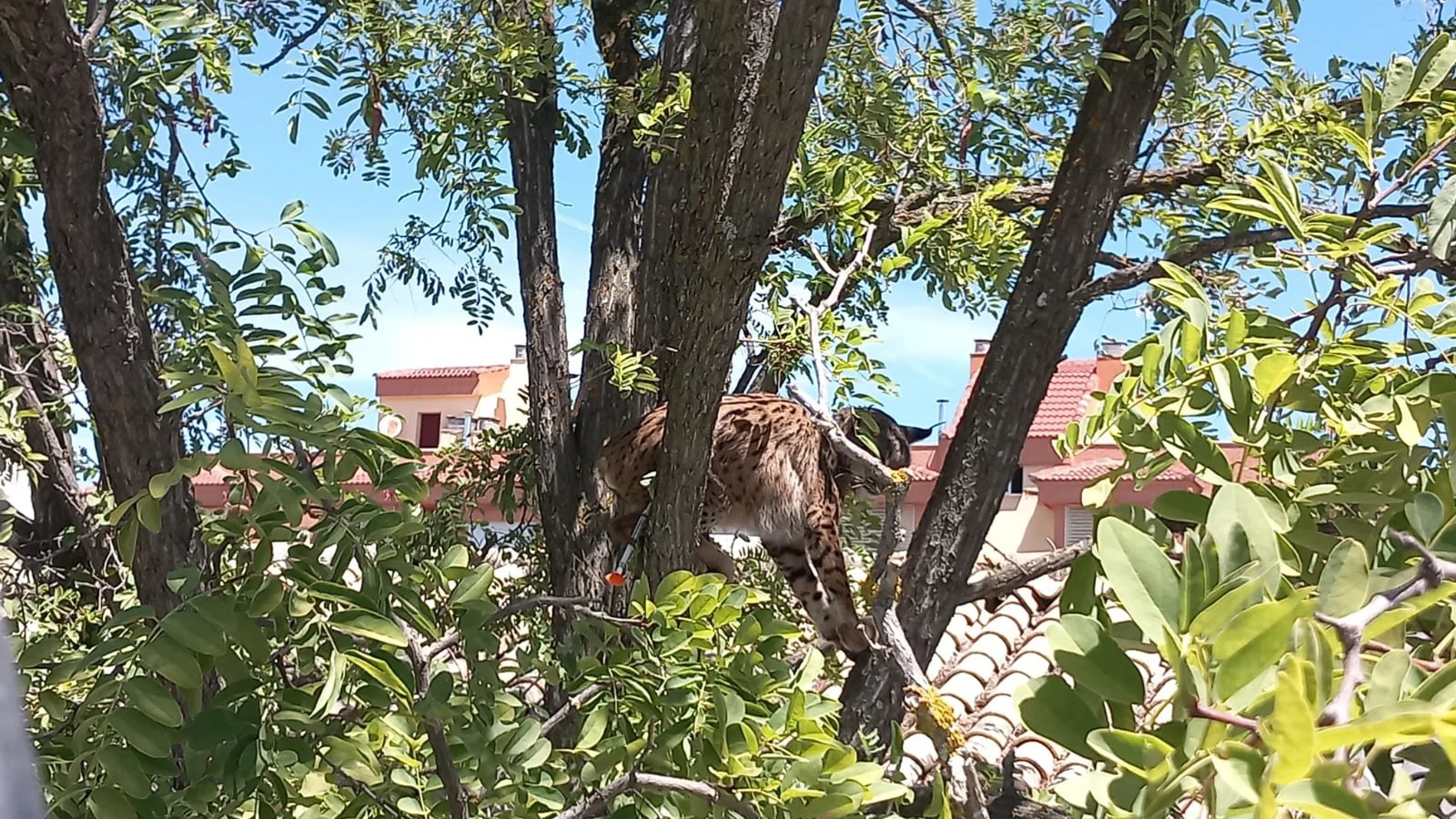 Sotillo, el lince rescatado en Úbeda, establece la conexión entre Granada y Jaén