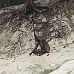 Así es el misterioso hombre lobo de las montañas alemanas de Hartz