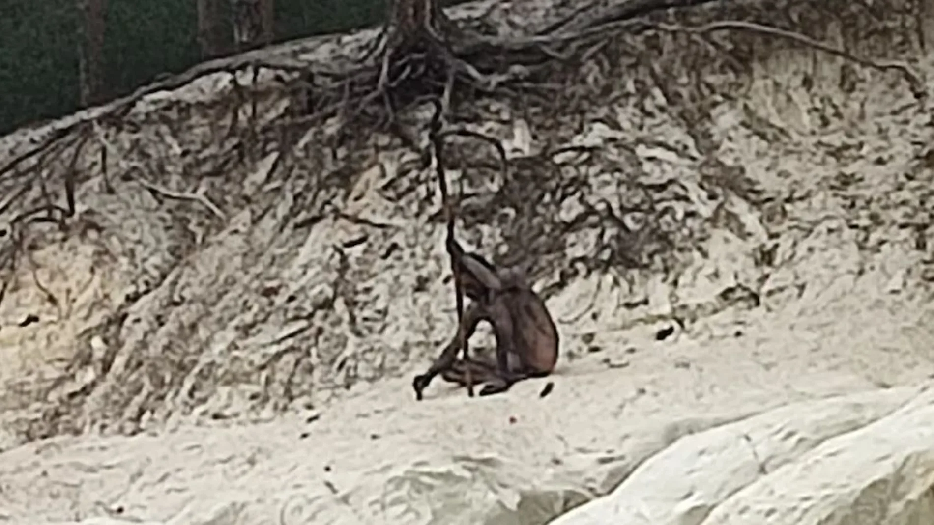 Así es el misterioso hombre lobo de las montañas alemanas de Hartz