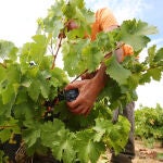 Vendima de la DO Bierzo