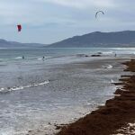 La orilla de una playa de Cádiz repleta de algas 