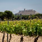 "Milla de Oro del Vino" de Valladolid