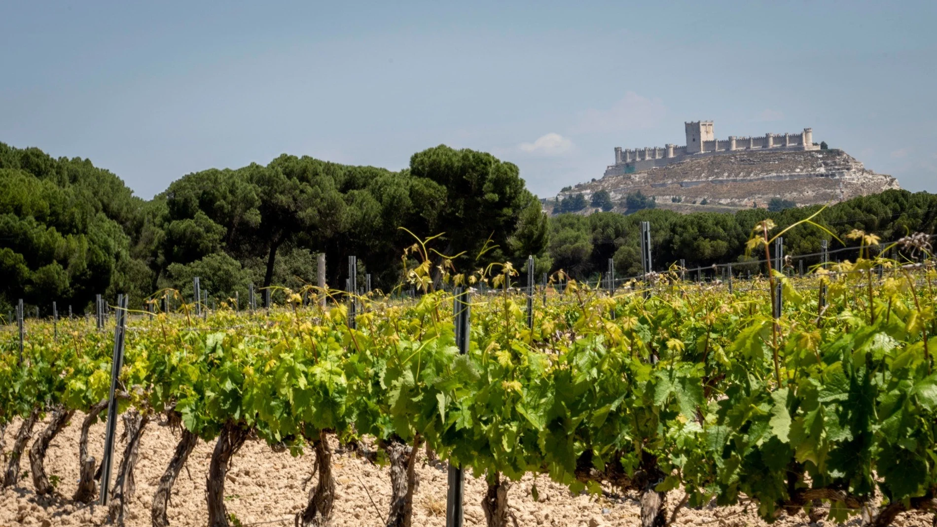 "Milla de Oro del Vino" de Valladolid