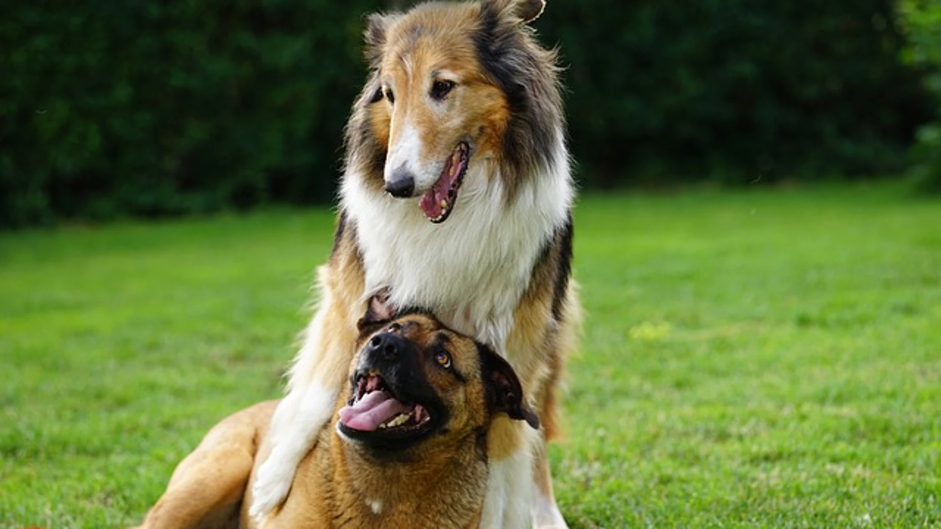 Dos perros jugando sobre hierba en un parque