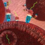 La terapia de microARN dirigida frena el crecimiento del tumor canceroso