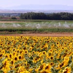 Nuevas inversiones para regadíos en la provincia de León