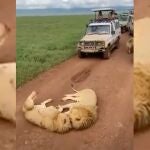 Pareja de leones cariñosos interrumpen el paso a turistas dejando esta adorable imagen 