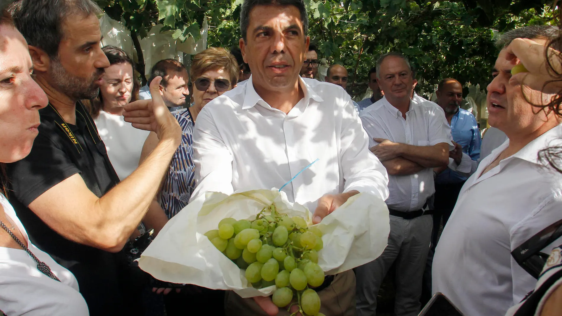Mazón ha asistido hoy en Aspe (Alicante) al corte de uva de mesa del Vinalopó.