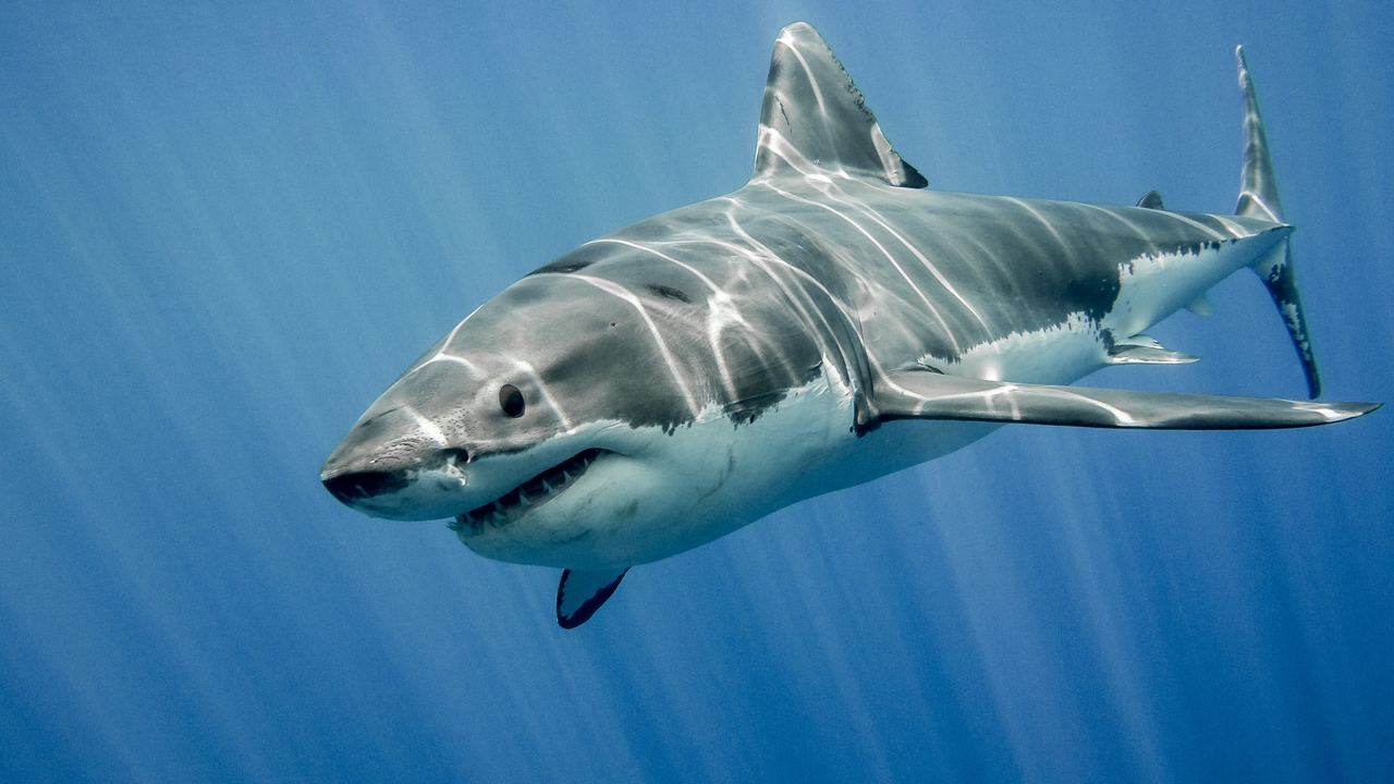 Un surfista pierde la vida tras el ataque de un tiburón gigante en Sídney