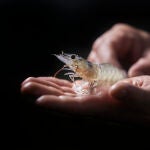 Langostino Noray