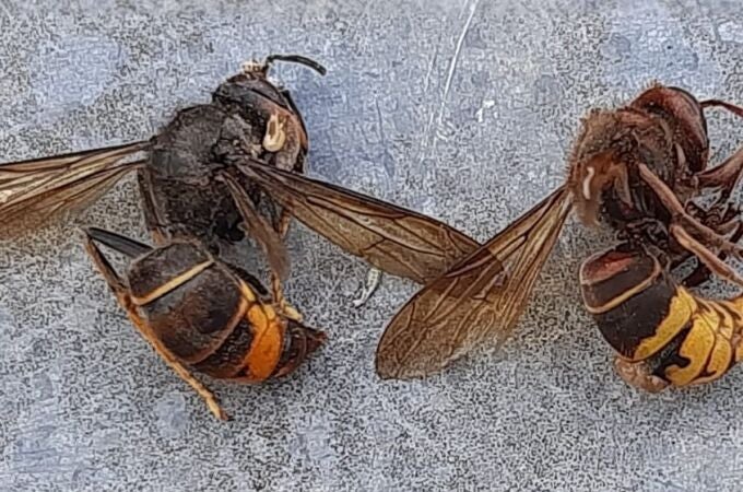 Avispa Vespa Velutina.