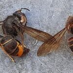 Avispa Vespa Velutina.