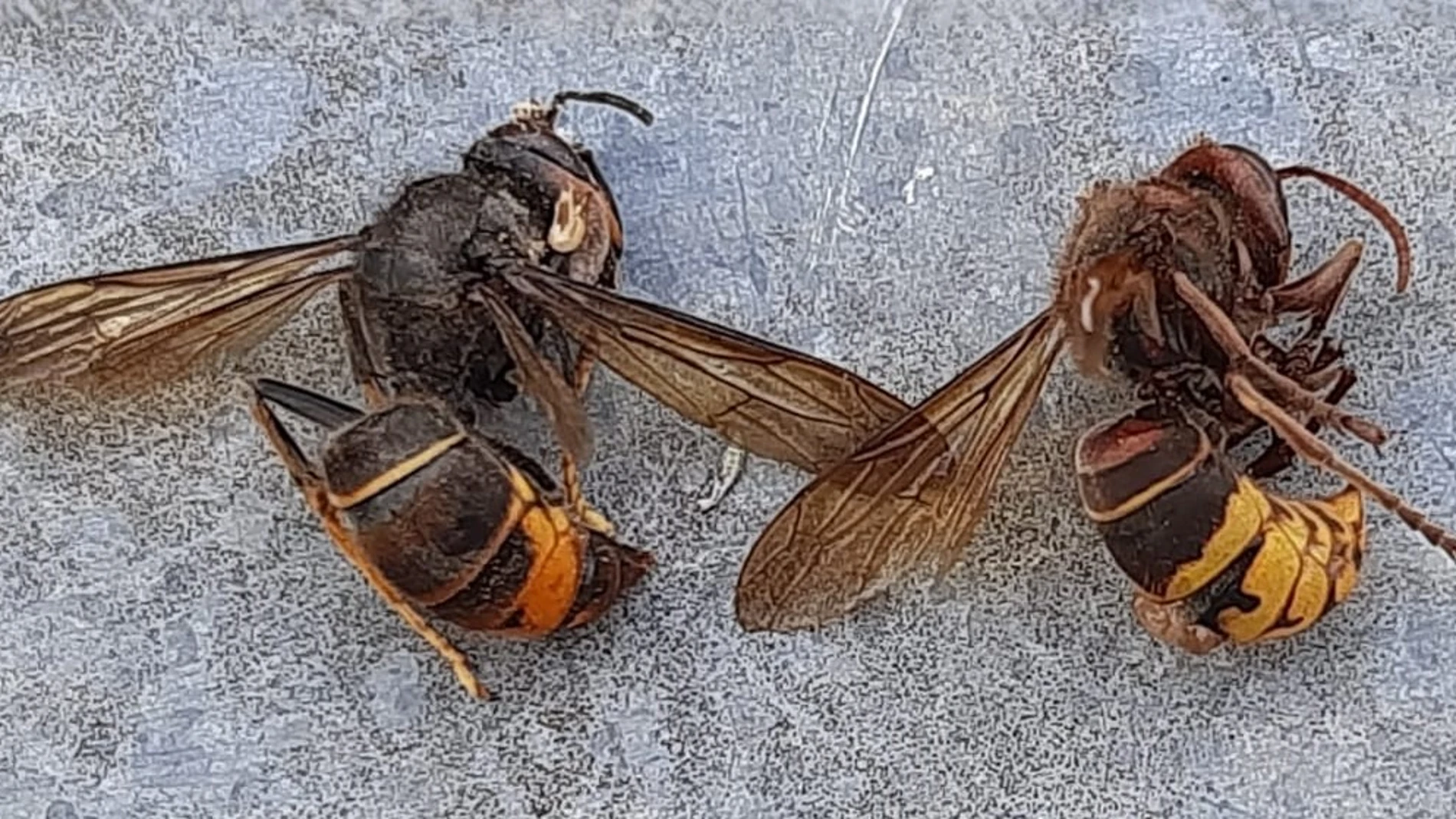 Avispa Vespa Velutina.
