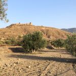 Olivo en Tabernas