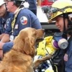Los perros de rescate que salvaron vidas en el 11S