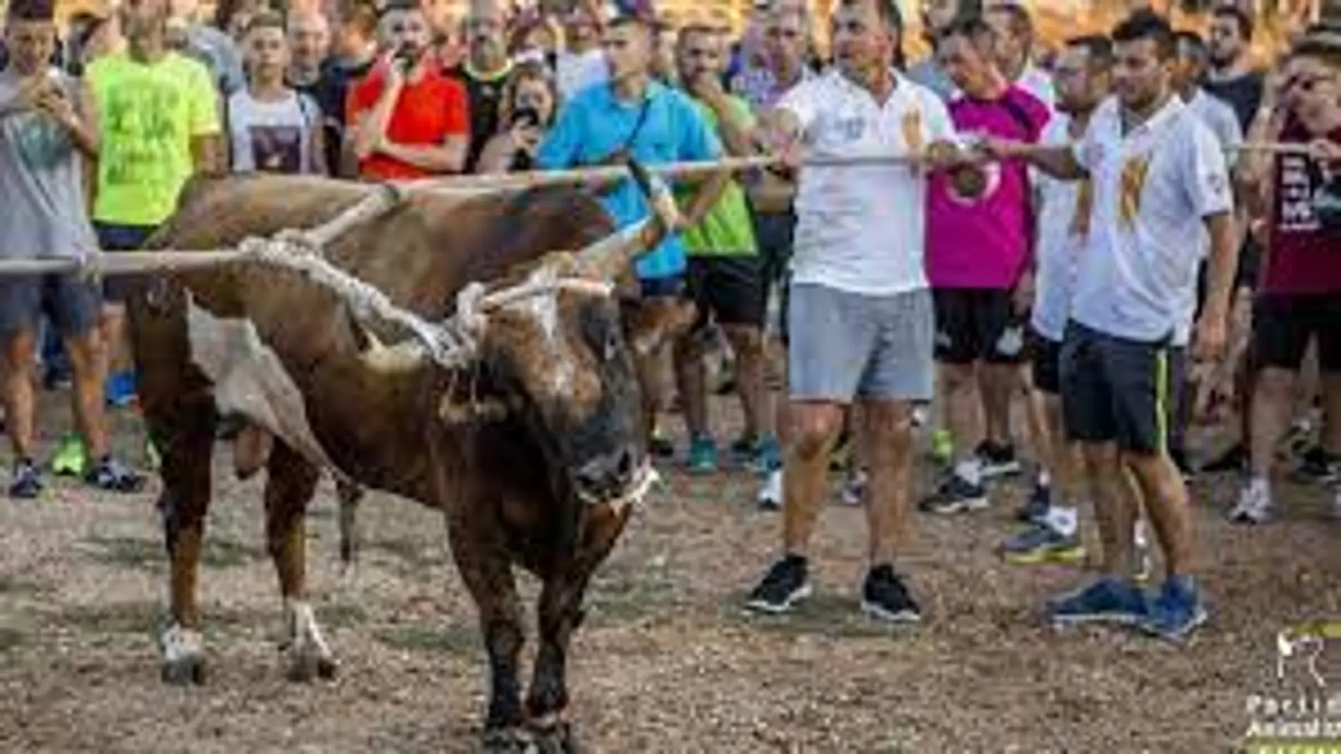 En Cataluña se celebran cada año unos 450 "correbous"