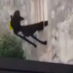 Rescatado un perro atascado en una ventana al escapar de una casa abandonada