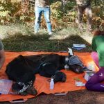 Salvan la vida un oso pardo con la cabeza atrapada en un bidón de plástico