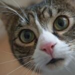 Qué es el reflejo de Flehmen y cómo se refleja en el rostro de los gatos