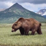 Oso pardo de Alaska