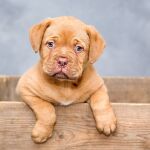Los perros, protagonistas de la nueva Ley de Bienestar Animal
