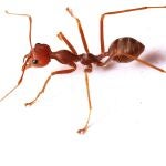 Una hormiga roja de fuego, especie que ha colonizado en 100 años Estados Unidos, México, El Caribe, Australia, Taiwán y China