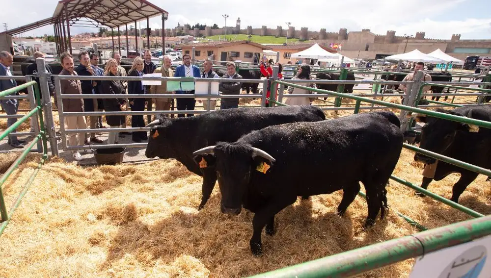 La sanidad animal y el aumento de precios marcan el XLVII Concurso Subasta de Avileño