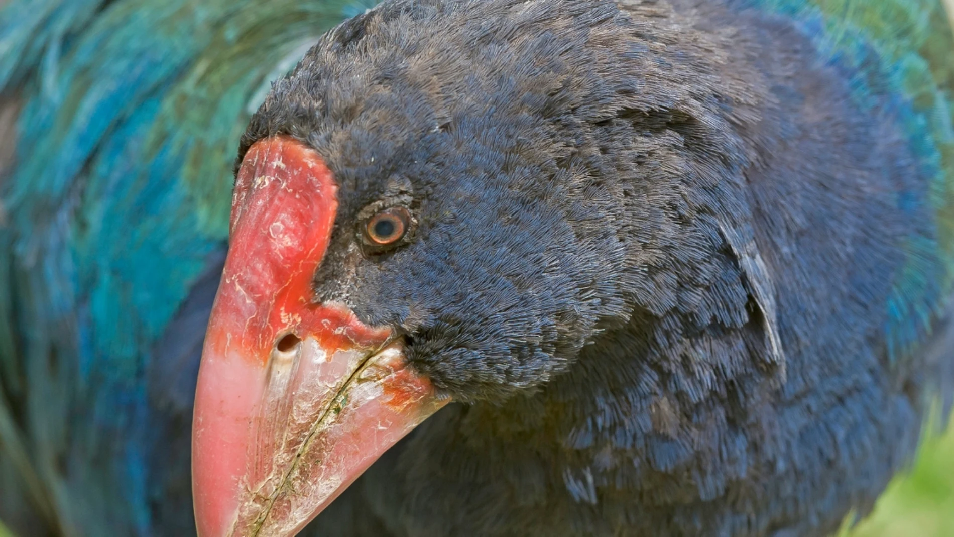 Takahē, el "ave fénix" que ha sido redescubierto 50 años después de darlo por extinguido