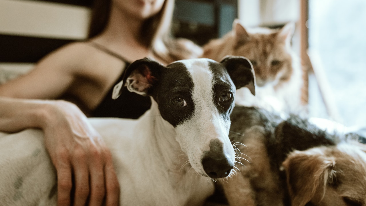 Es mejor tener un perro que un gato: la ciencia lo avala