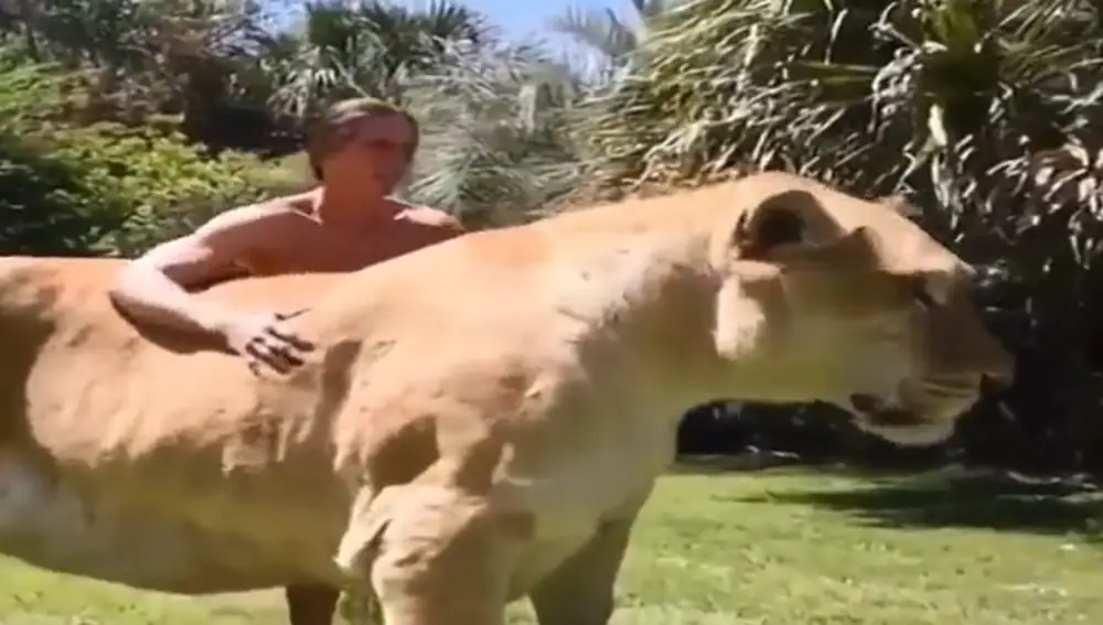 Descubre al ligre: El increíble híbrido entre un león y una tigresa
