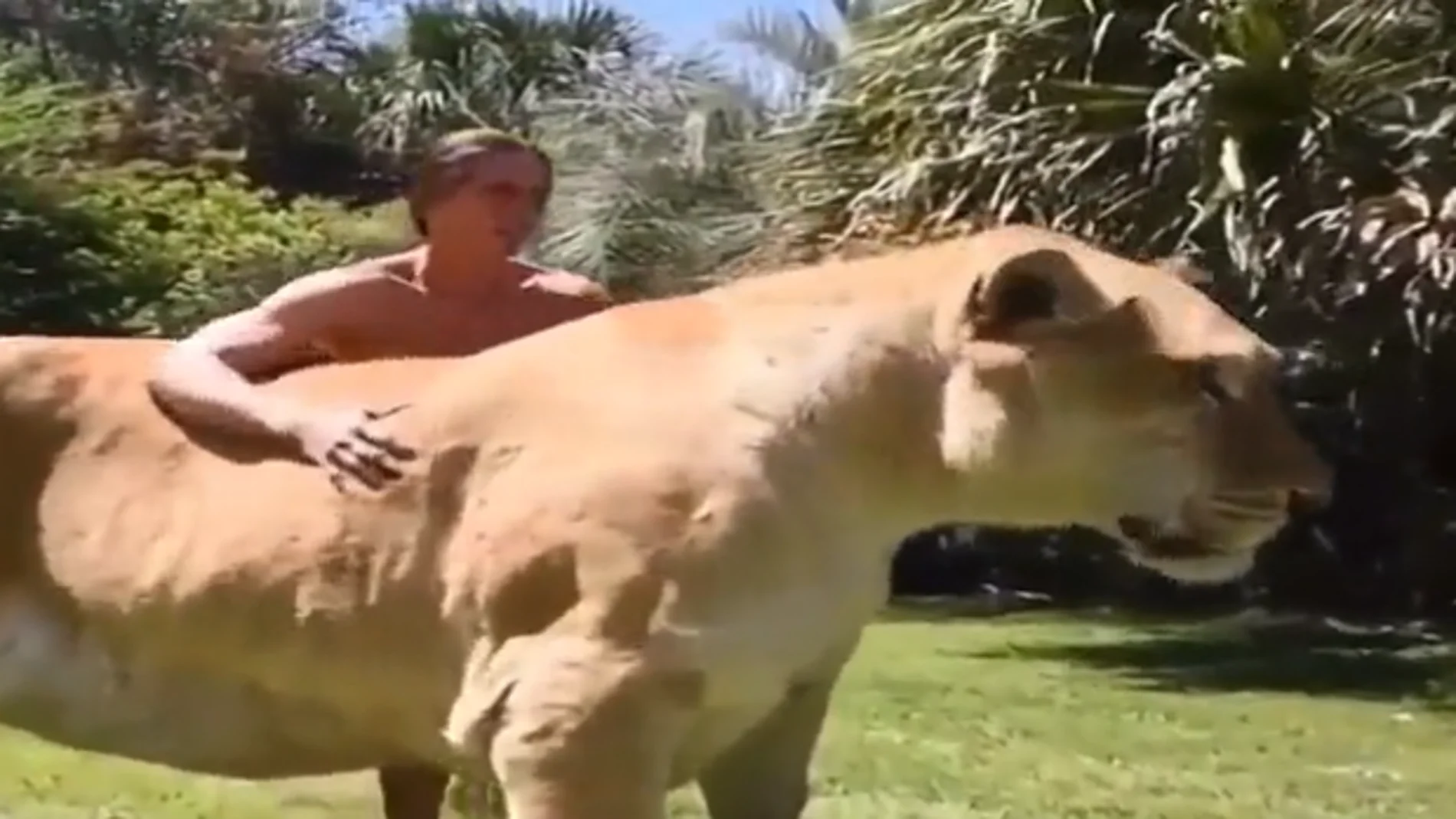 Descubre al ligre: El increíble híbrido entre un león y una tigresa