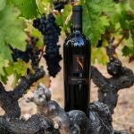 Bodega Numanthia prevé una cosecha “de calidad” 
