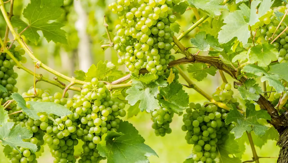 Las uvas 'cotton candy' son una creación de International Fruit Genetics