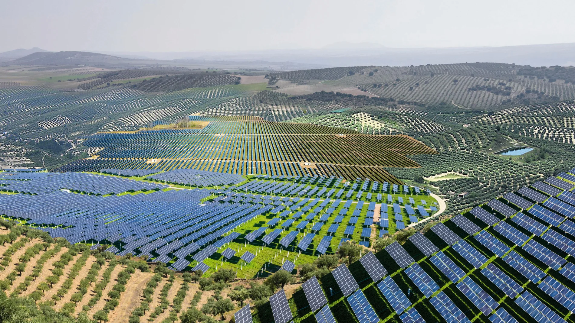 Ilustración de portada : olivos por placas solares